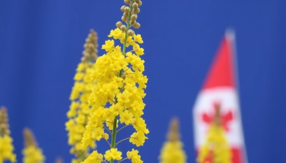 China Inicia Investigação Antidumping sobre Canola Canadense